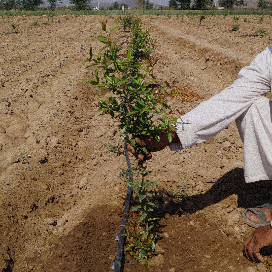 Soil Health India farming