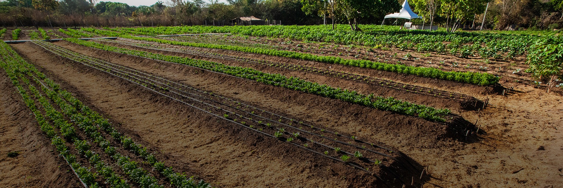 The Mosaic Company Foundation for Sustainable Food Systems