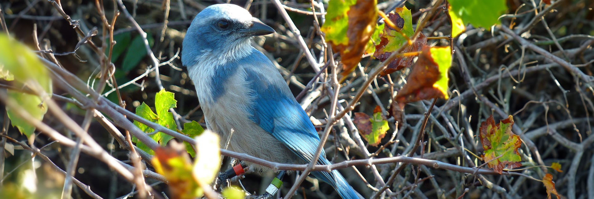 2025-florida scrub jay